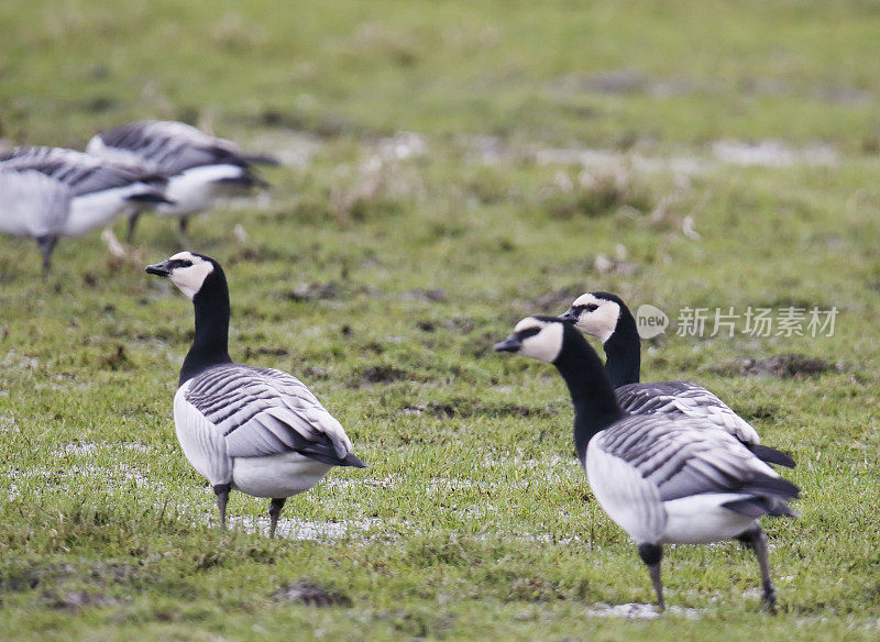 藤壶鹅(Branta leucopsis)